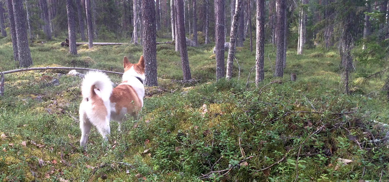 <h3>Scandinavian hunting for birds </h3> <p dir=LTR align=JUSTIFY>Our dogs localize the bird, start barking and pointing the nose at the bird, to show where it is and to divert the bird from the hunter who is advancing the bird with scoped rifle.</p> <p><a class=btn-squared href=../../../en/game-hunting-with-barking-dogs>I want to know more about hunting with barking dogs</a></p>