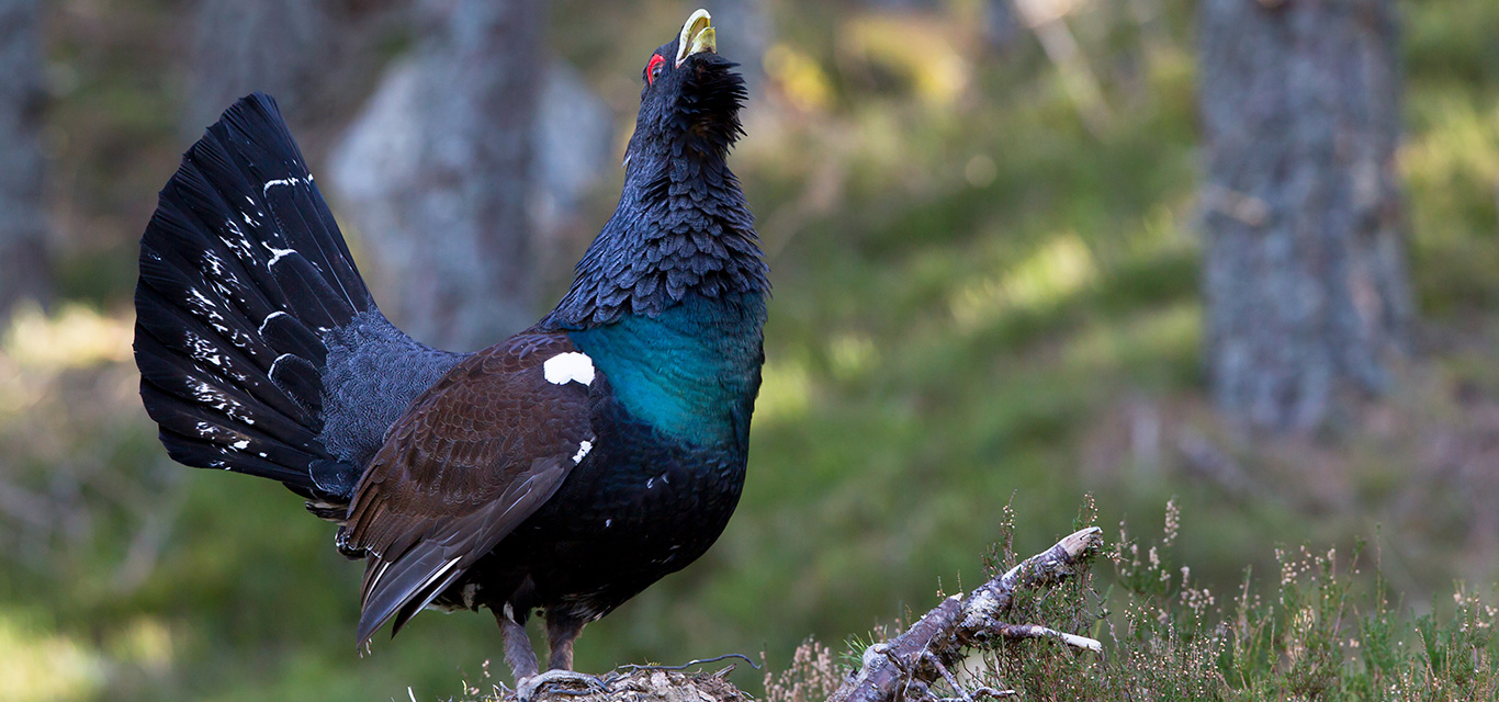 Capercaillie