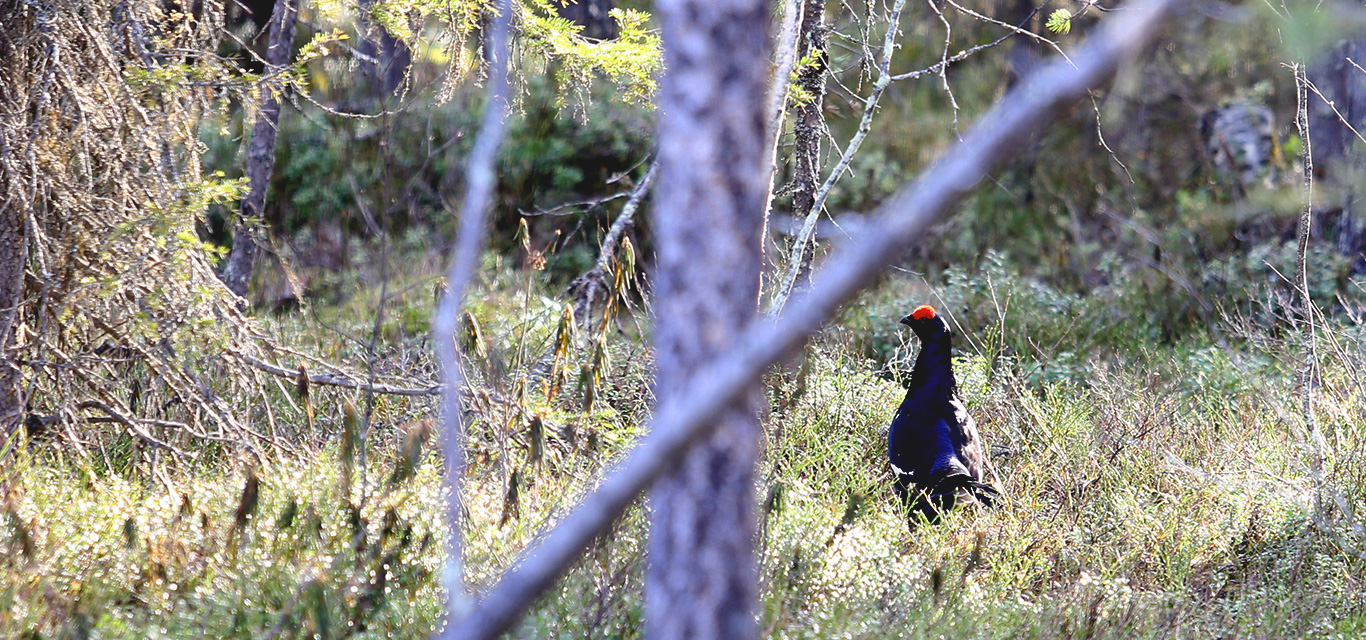 Black grouse
